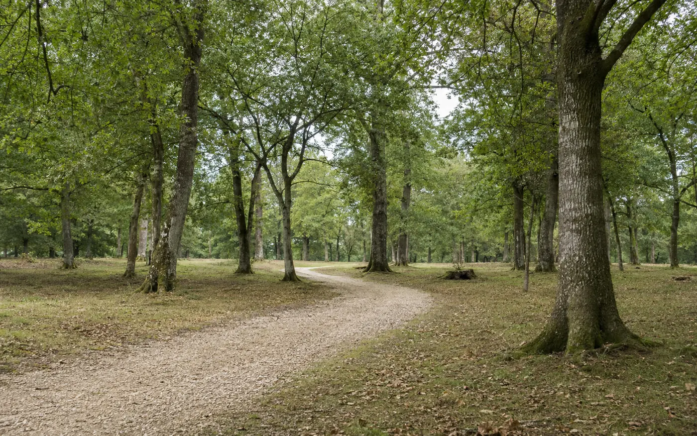 A quiet path winding through open woodland in the New Forest